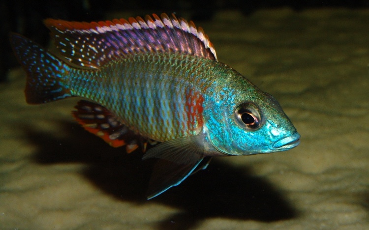 Lethrinops sp. 'mbasi'